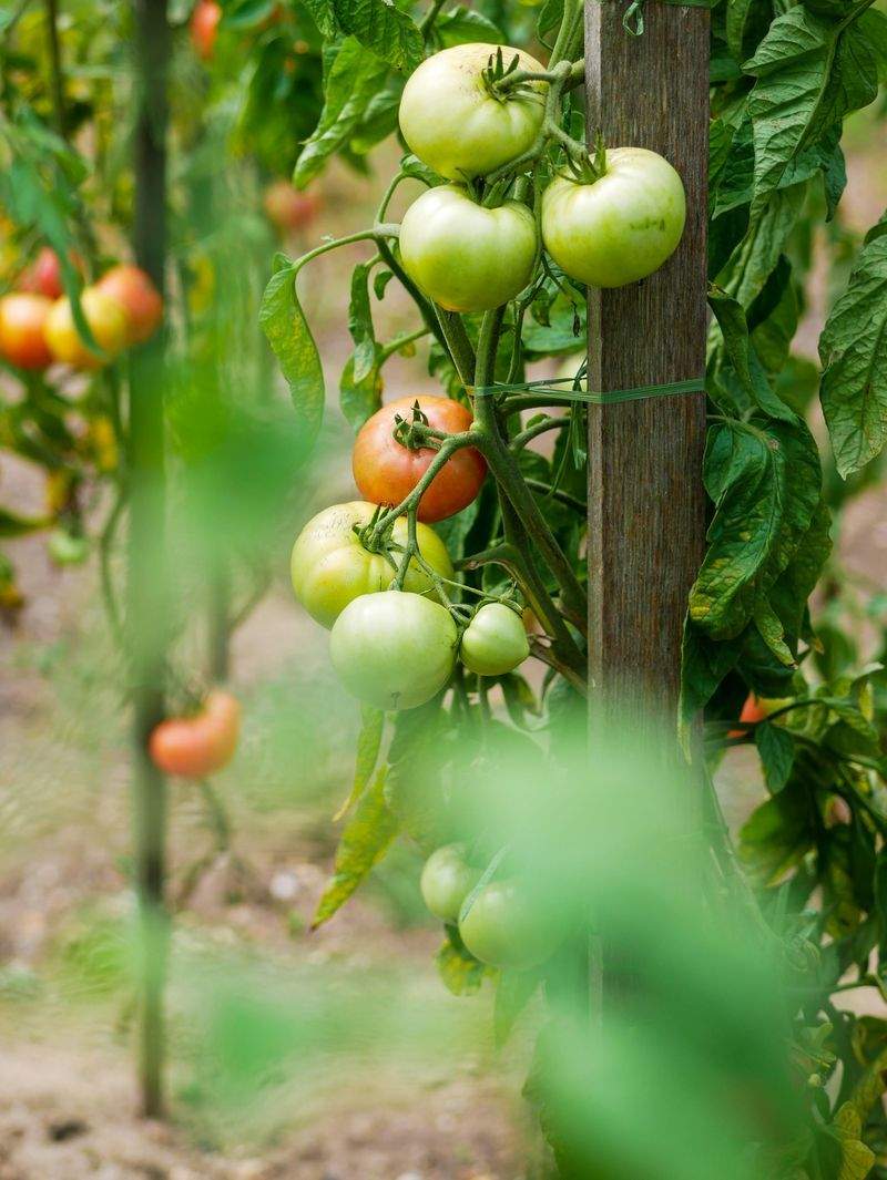 冬の庭を楽しむための植栽と照明の工夫